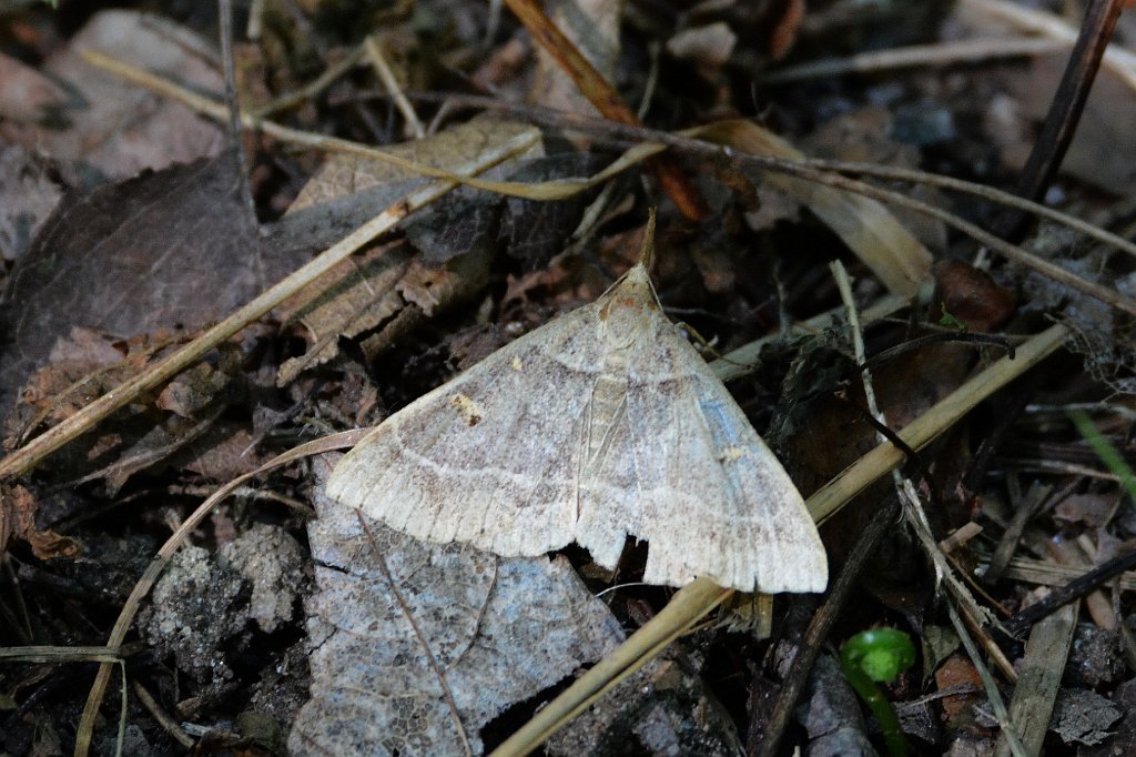 089 2016-08094294 Quabbin, MA.JPG - Yellow-spotted Renia (Renia flavipunctalis). Quabbin Reservoir, MA, 8-9-2016